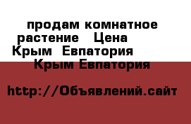 продам комнатное растение › Цена ­ 150 - Крым, Евпатория  »    . Крым,Евпатория